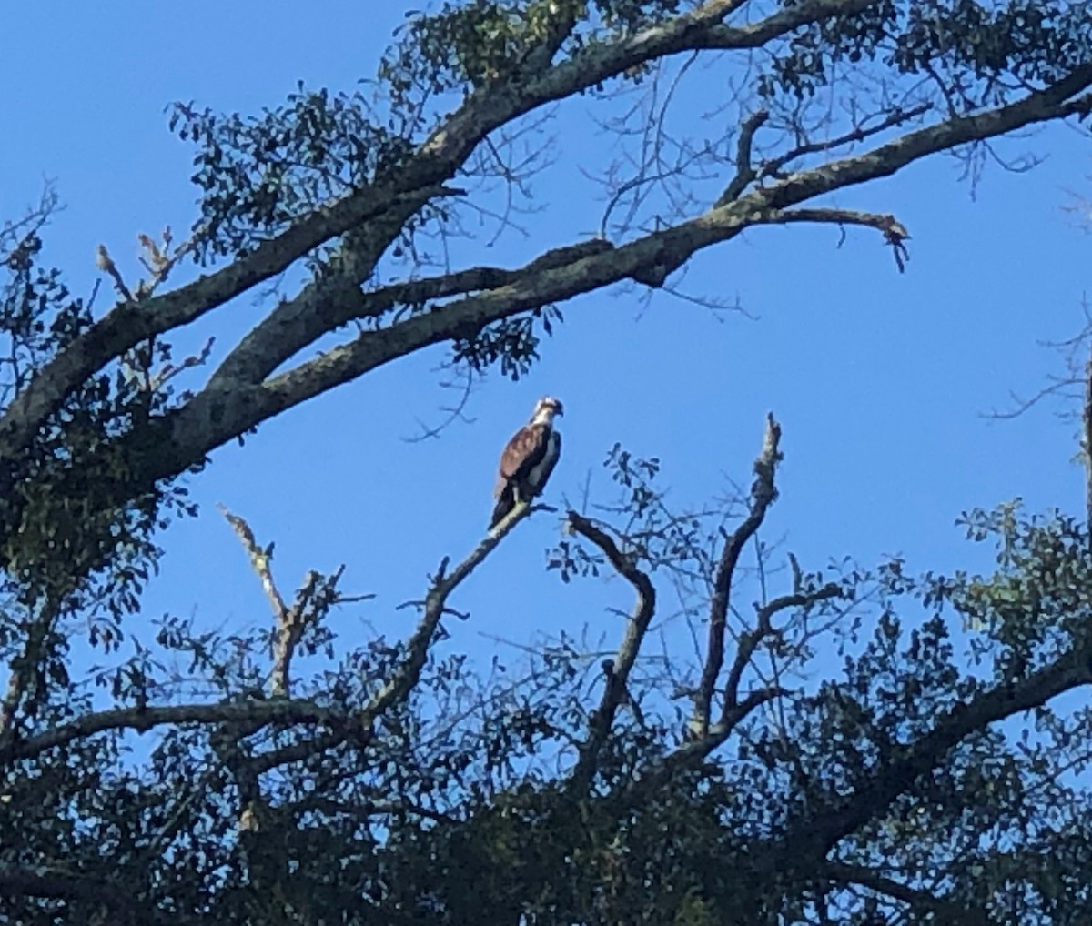 Osprey - James Swanson