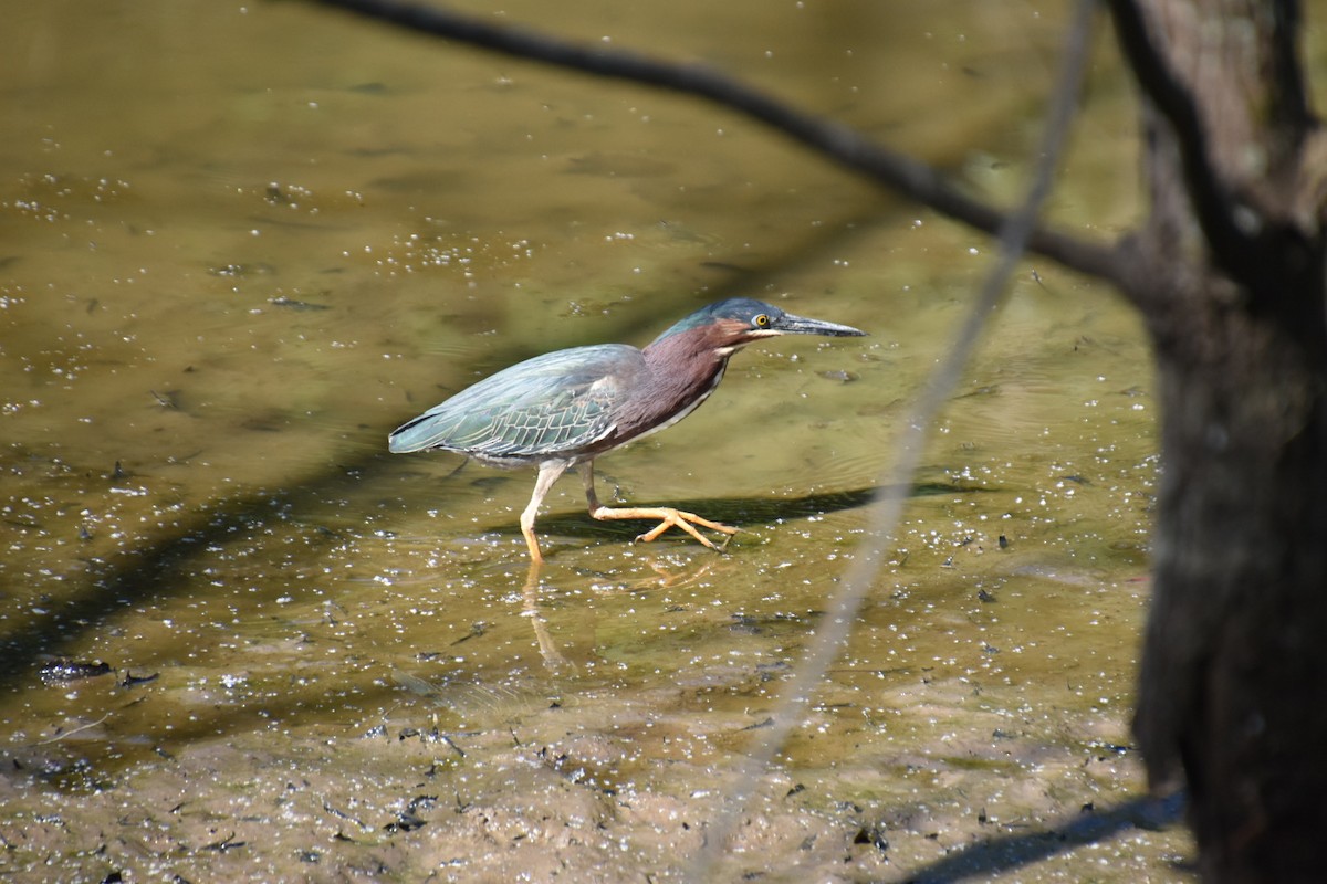 Green Heron - Duncan  Fraser