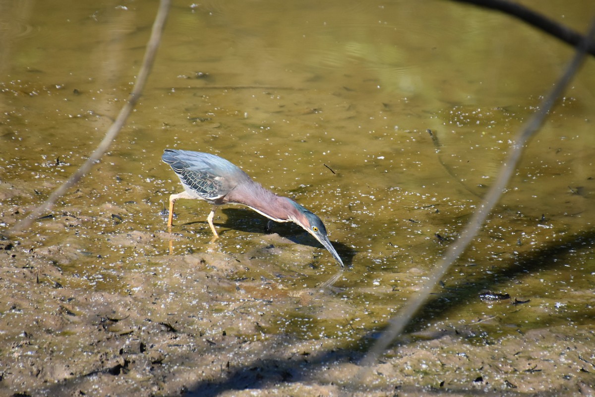 Green Heron - ML373611671