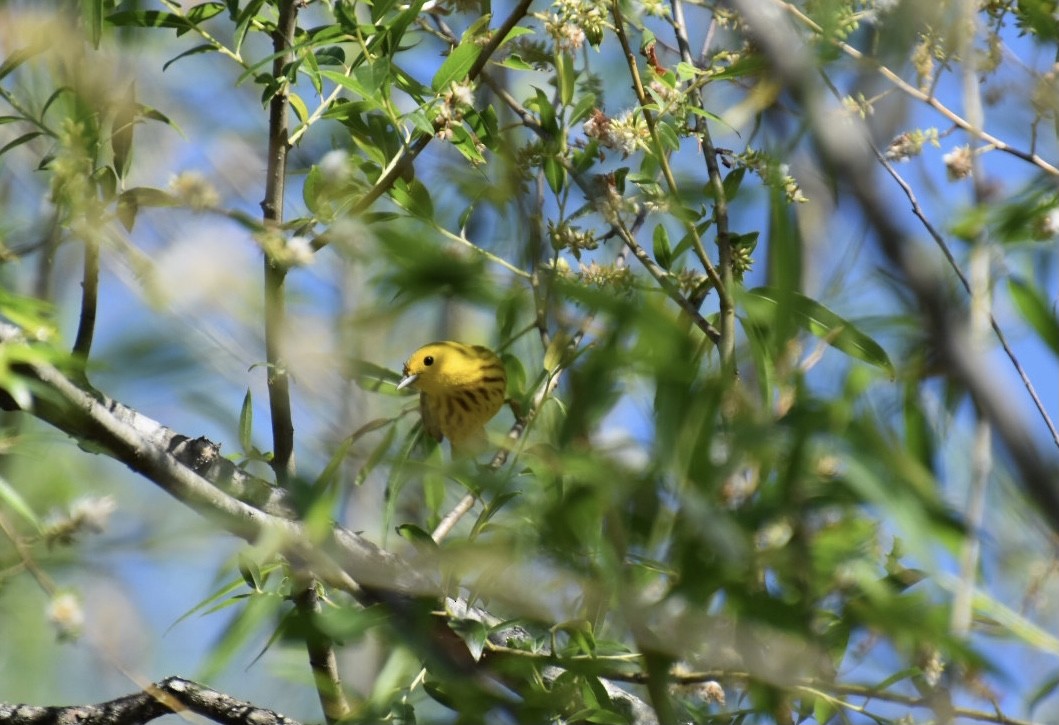 Yellow Warbler - Duncan  Fraser