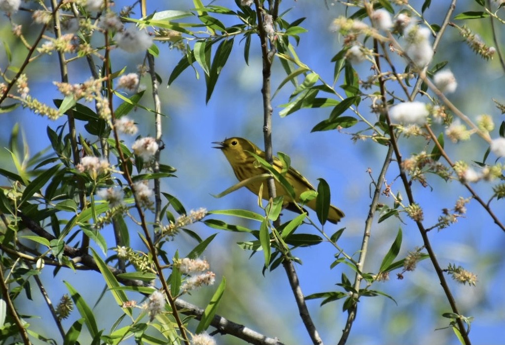 Yellow Warbler - Duncan  Fraser