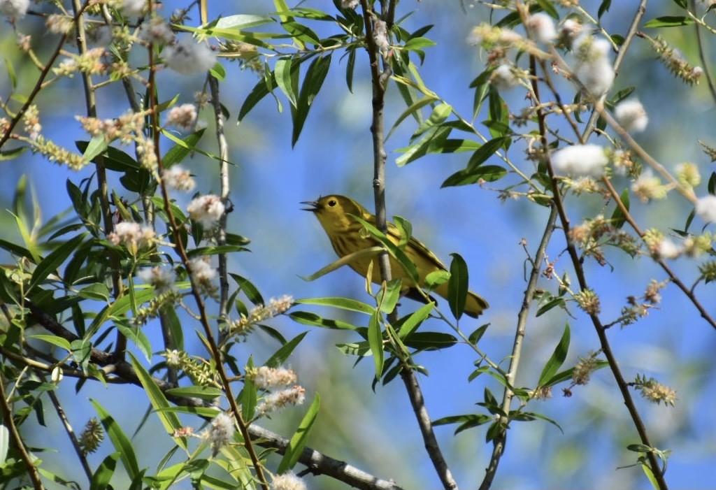 Paruline jaune - ML373612151