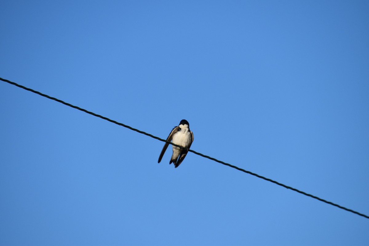 Tree Swallow - ML373612901