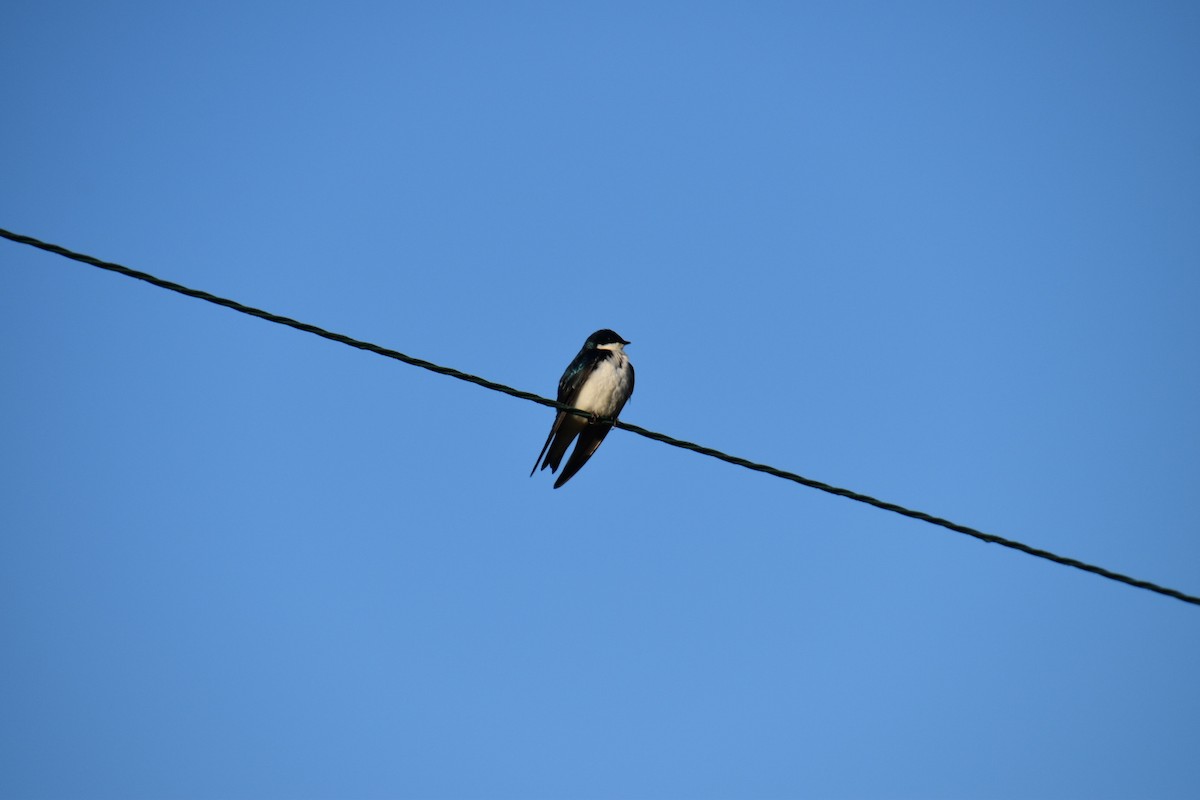Tree Swallow - ML373612911