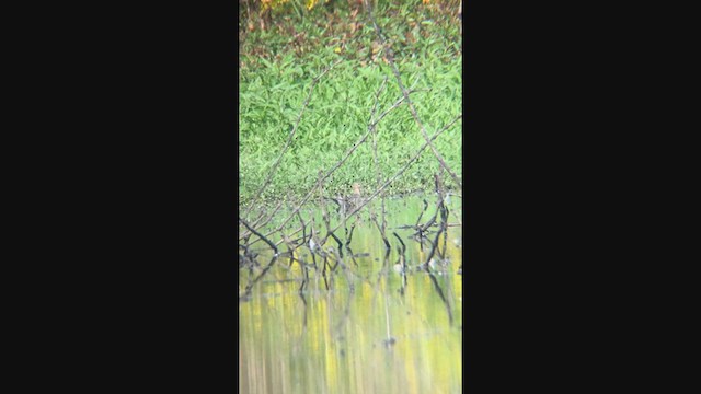 Ухаа элсэг - ML373613301
