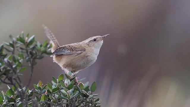 Grass Wren (Puna) - ML373613391