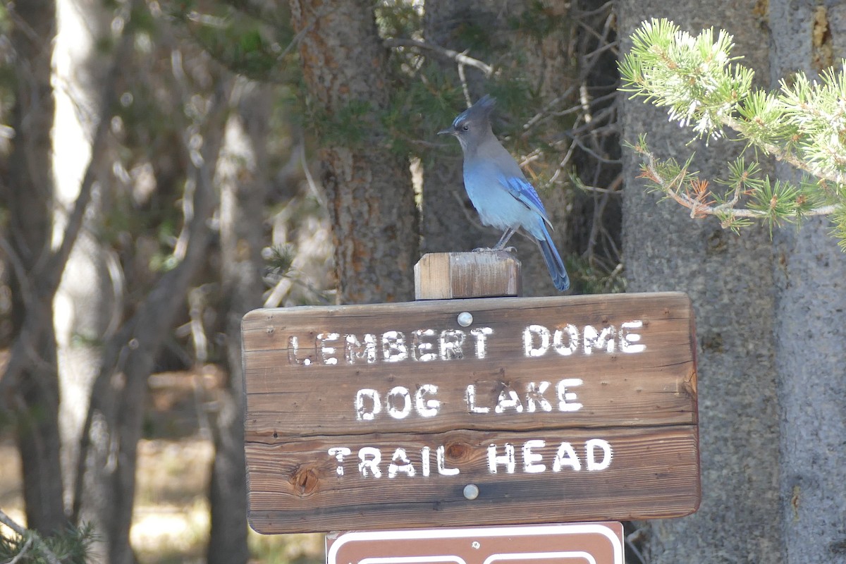 Steller's Jay - ML373613491