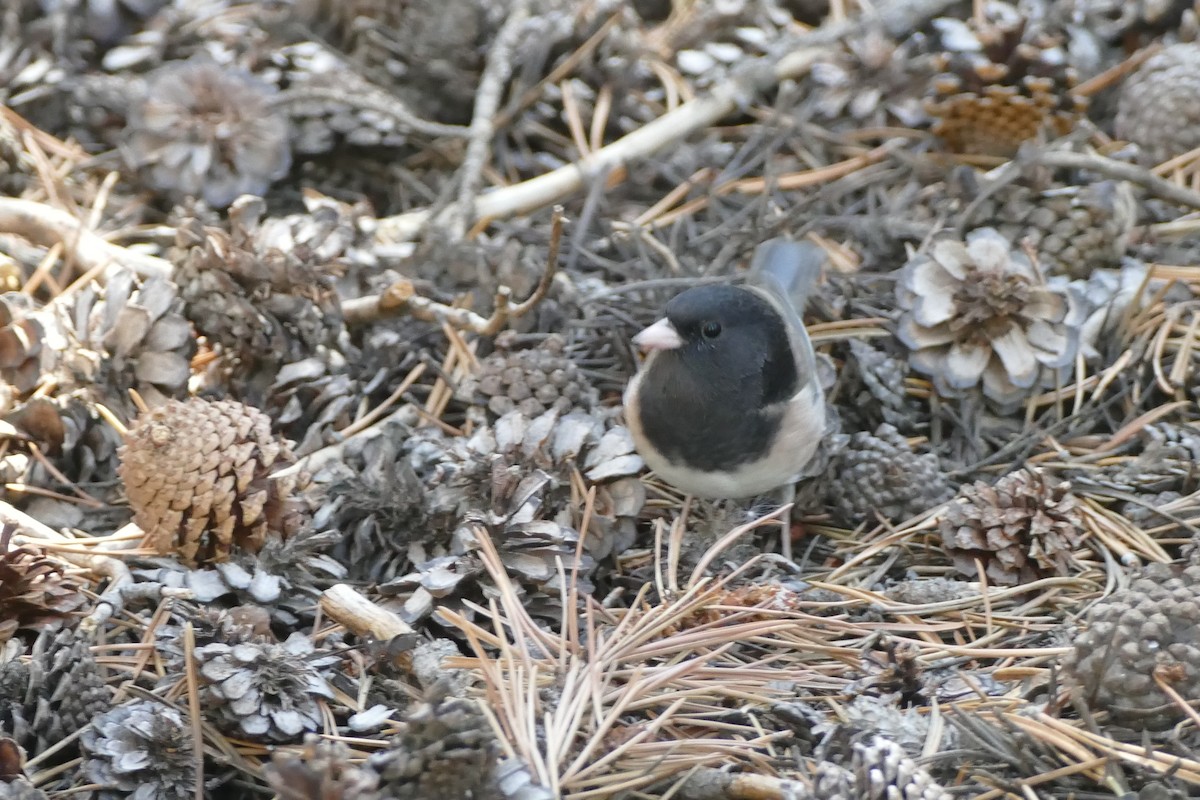 Dark-eyed Junco - ML373613801