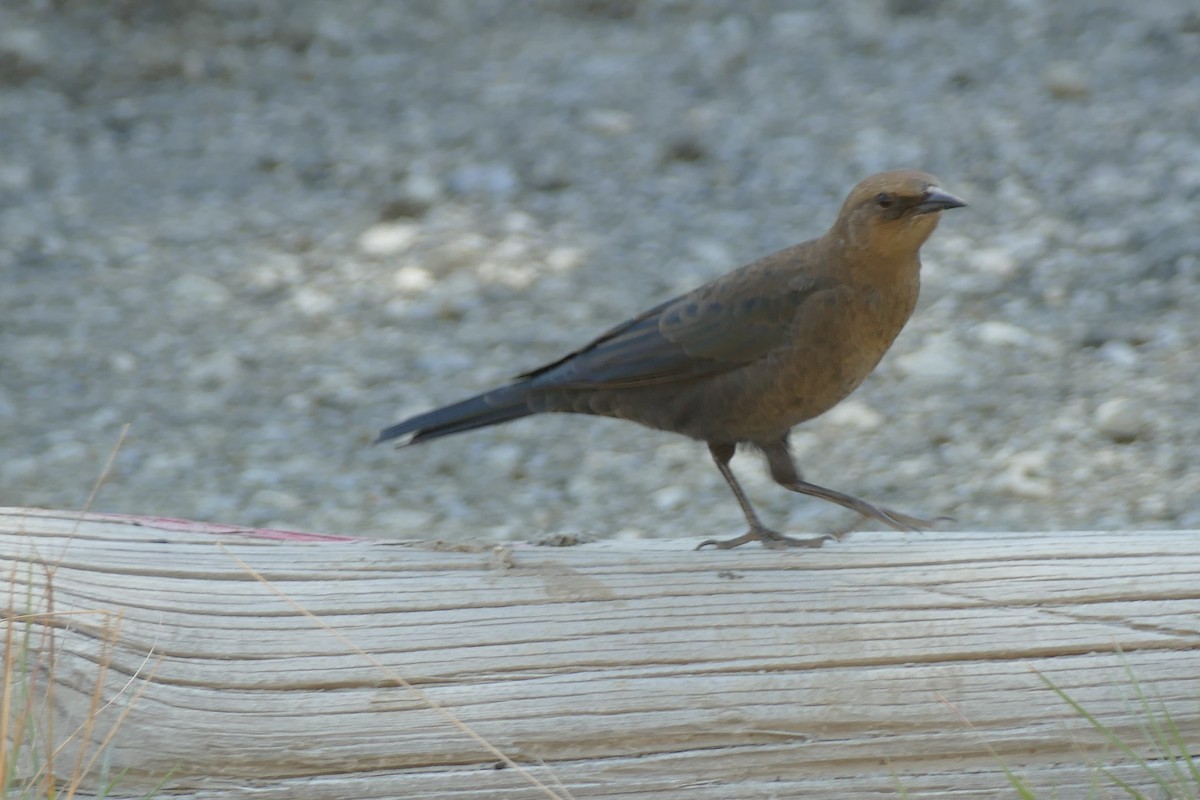 Brewer's Blackbird - ML373613931