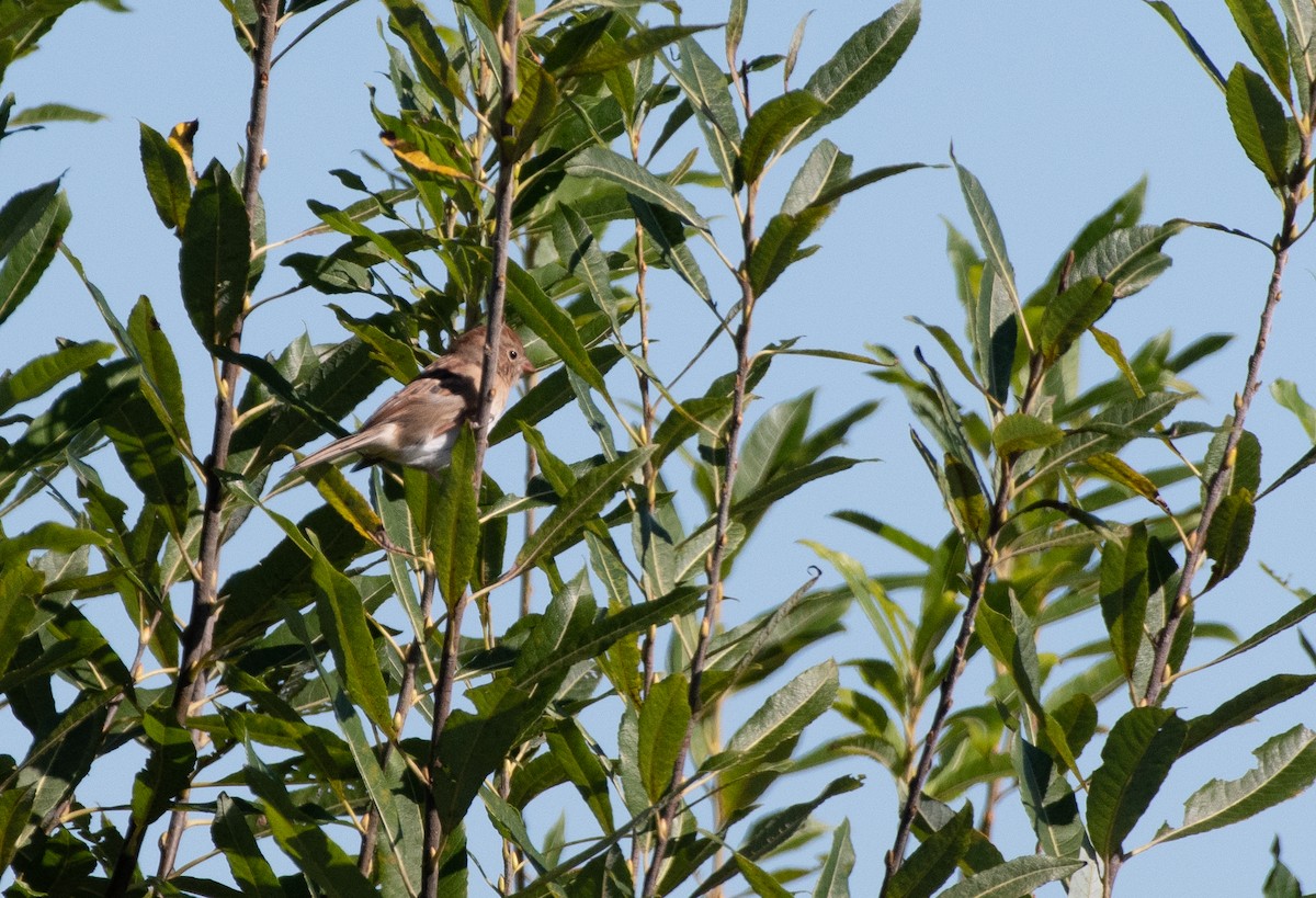 Field Sparrow - ML373613981