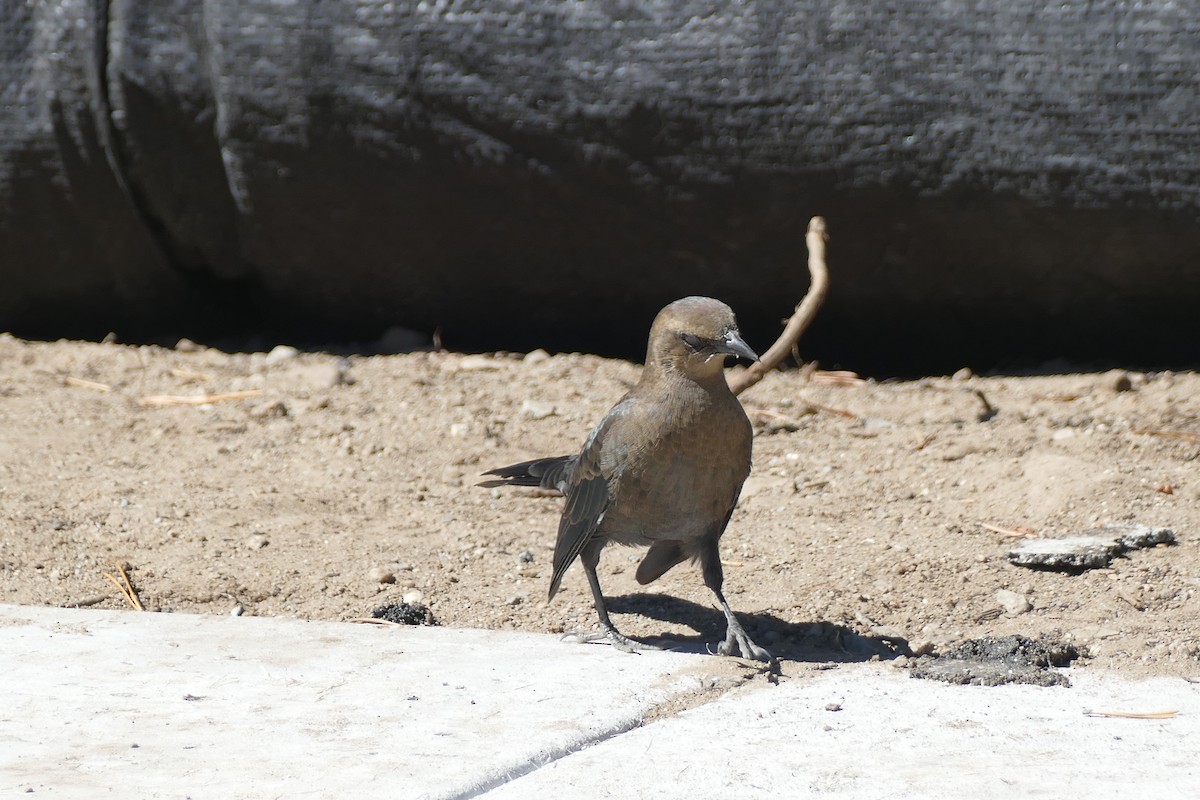 Brewer's Blackbird - ML373614071