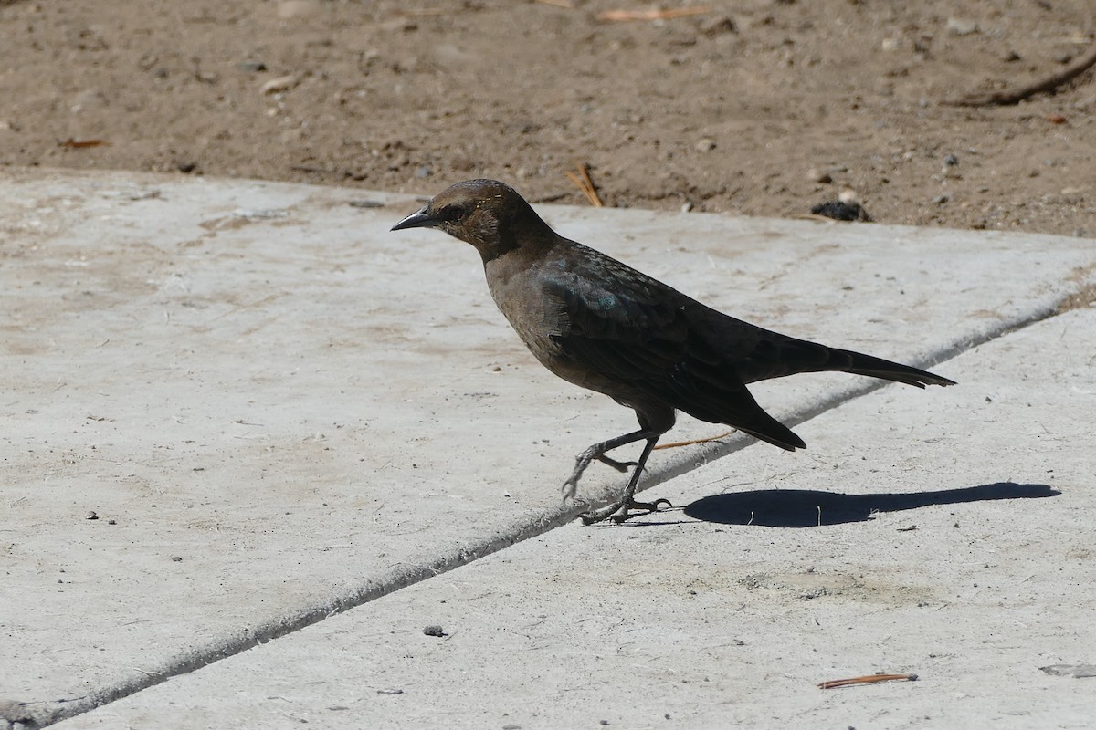 Brewer's Blackbird - ML373614091