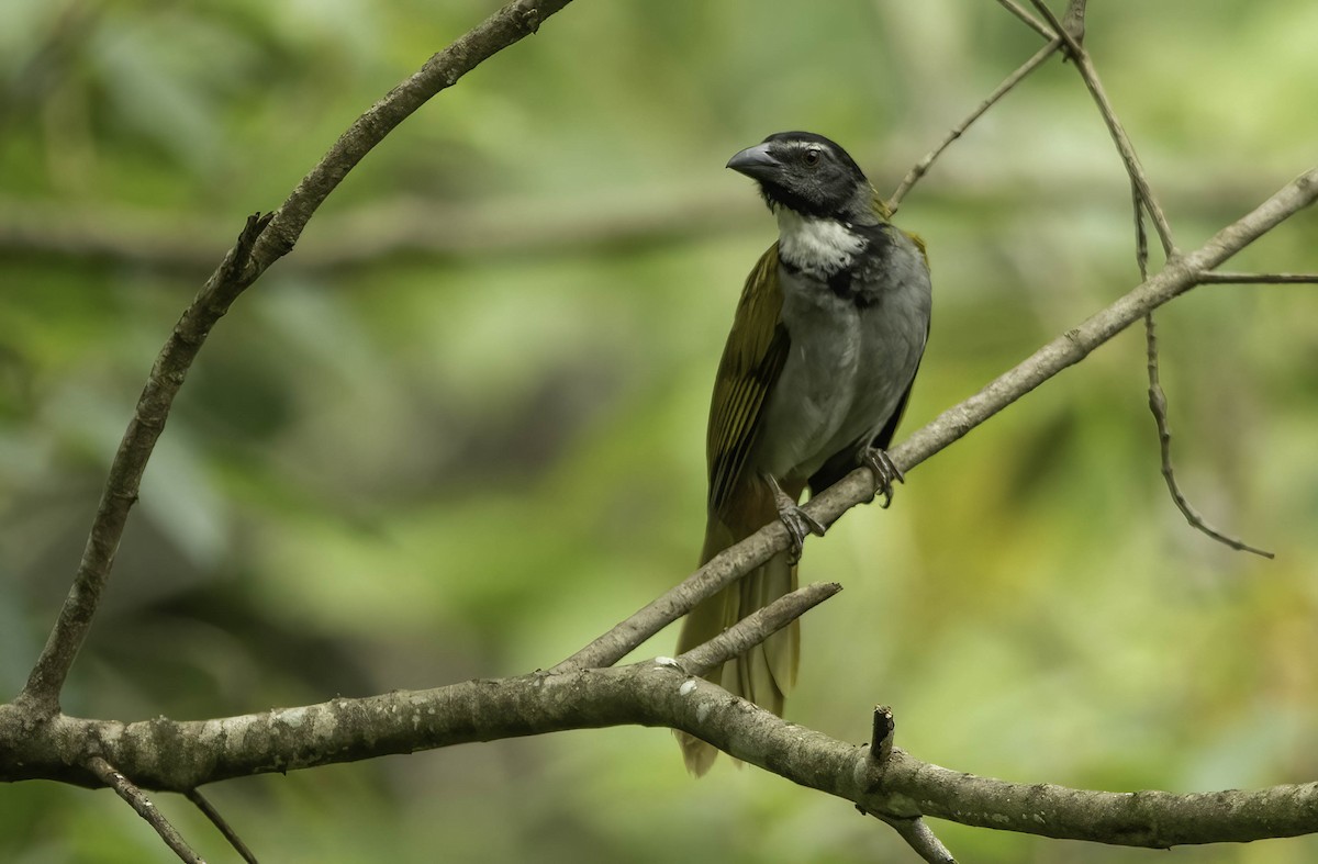 Black-headed Saltator - ML373615601