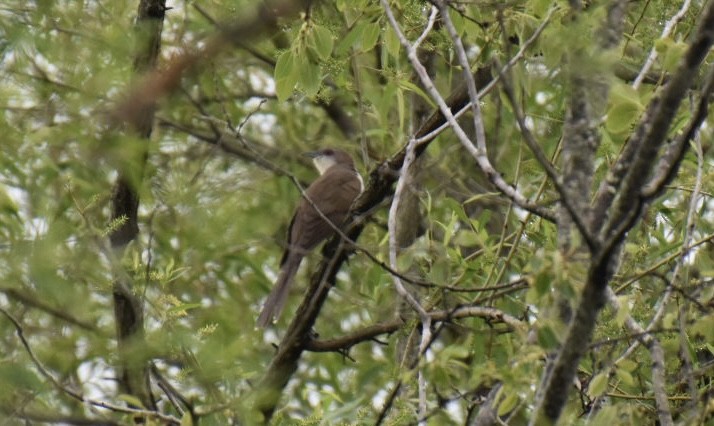 Black-billed Cuckoo - ML373615651