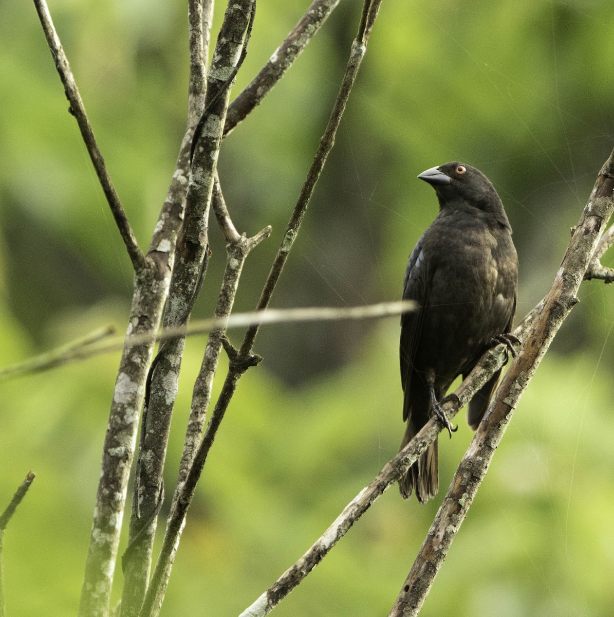 Bronzed Cowbird - ML373615671