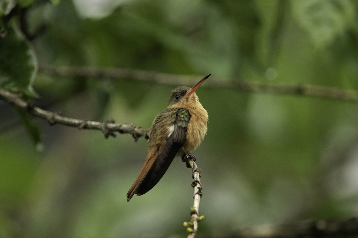 Cinnamon Hummingbird - ML373615761