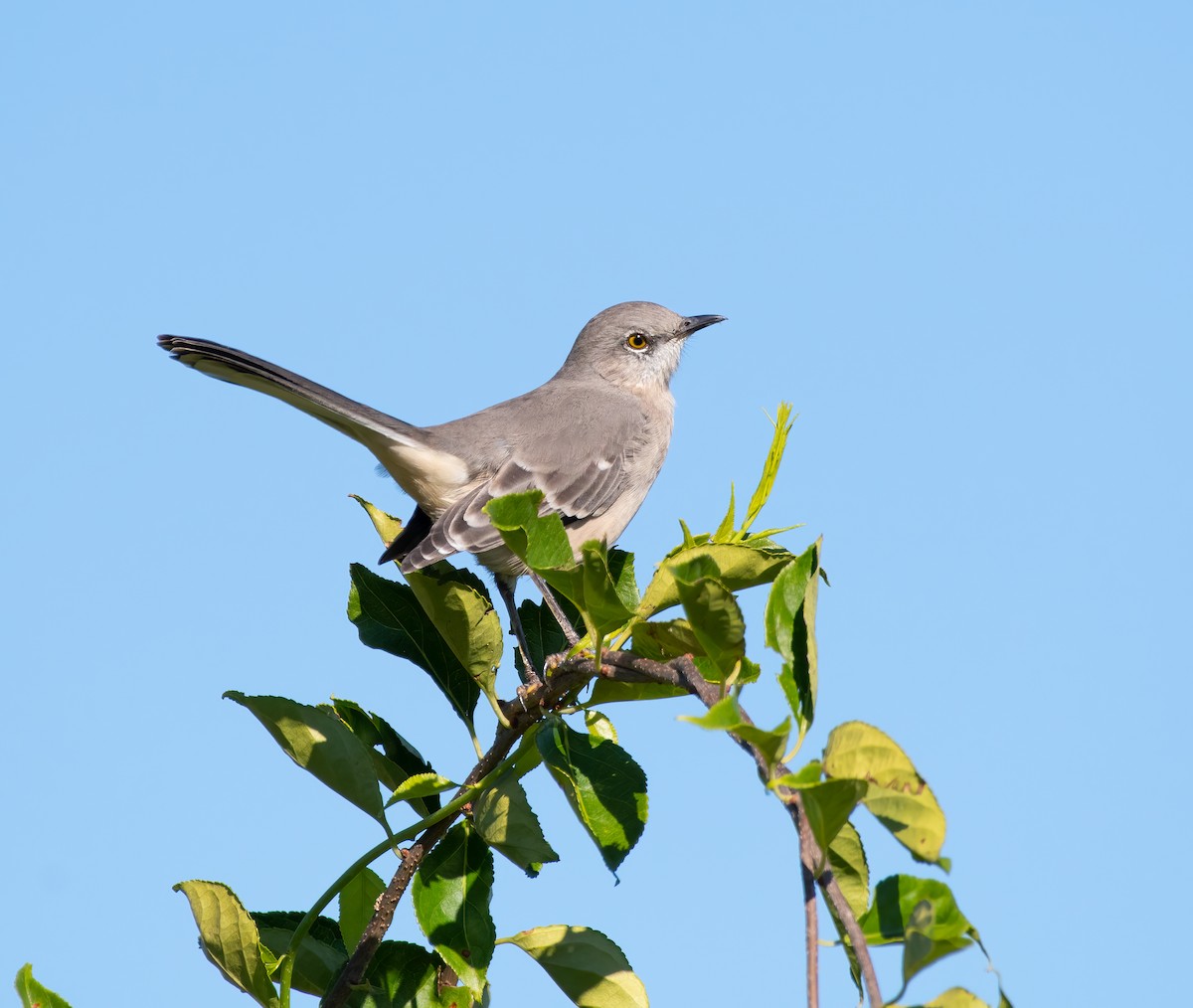 Northern Mockingbird - ML373615781