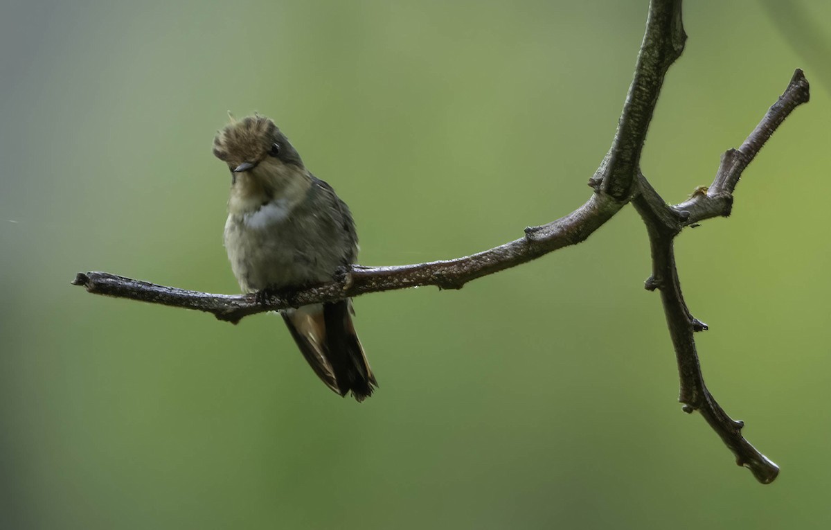 Short-crested Coquette - ML373615841