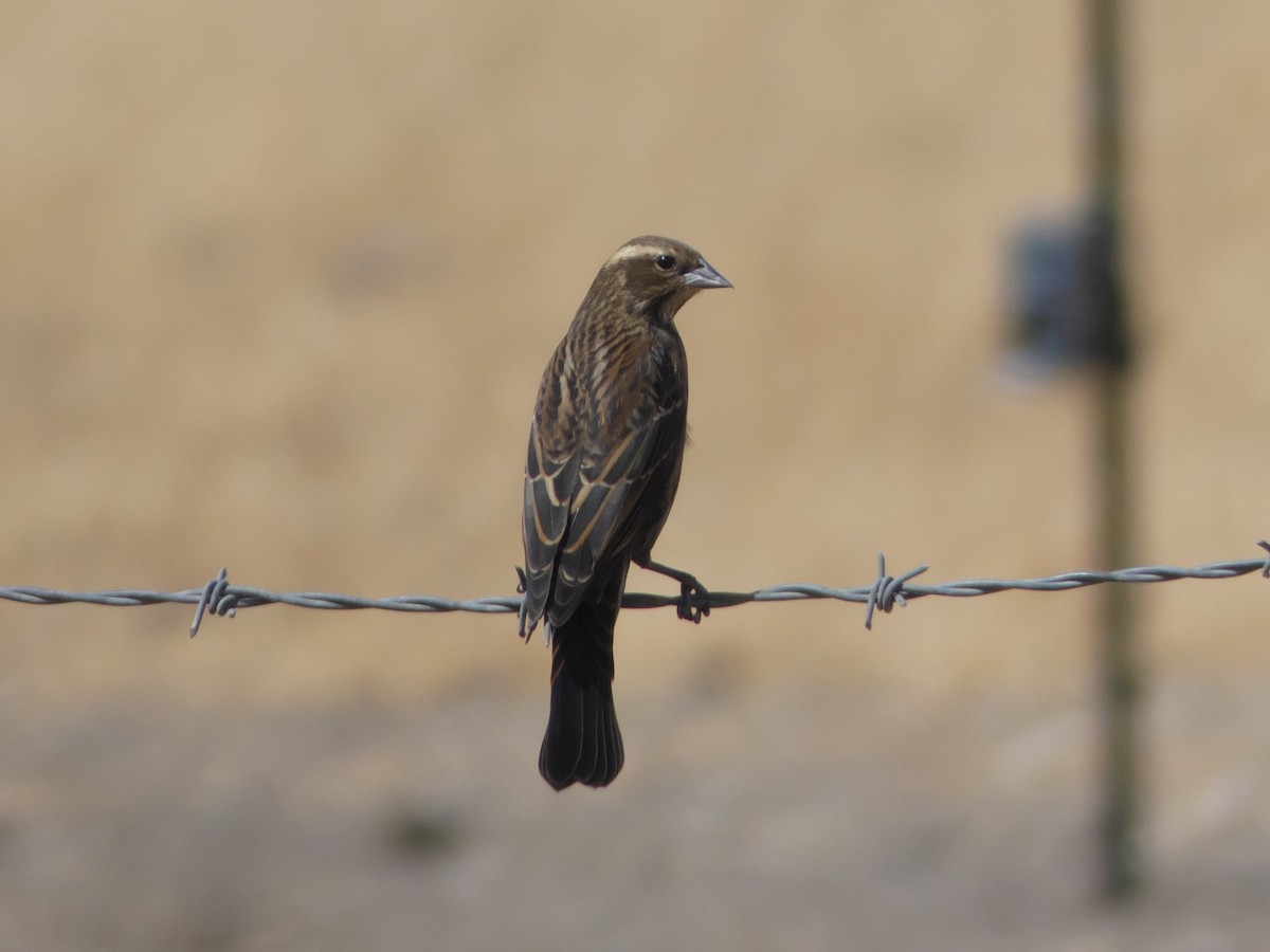 Red-winged Blackbird - ML373616361