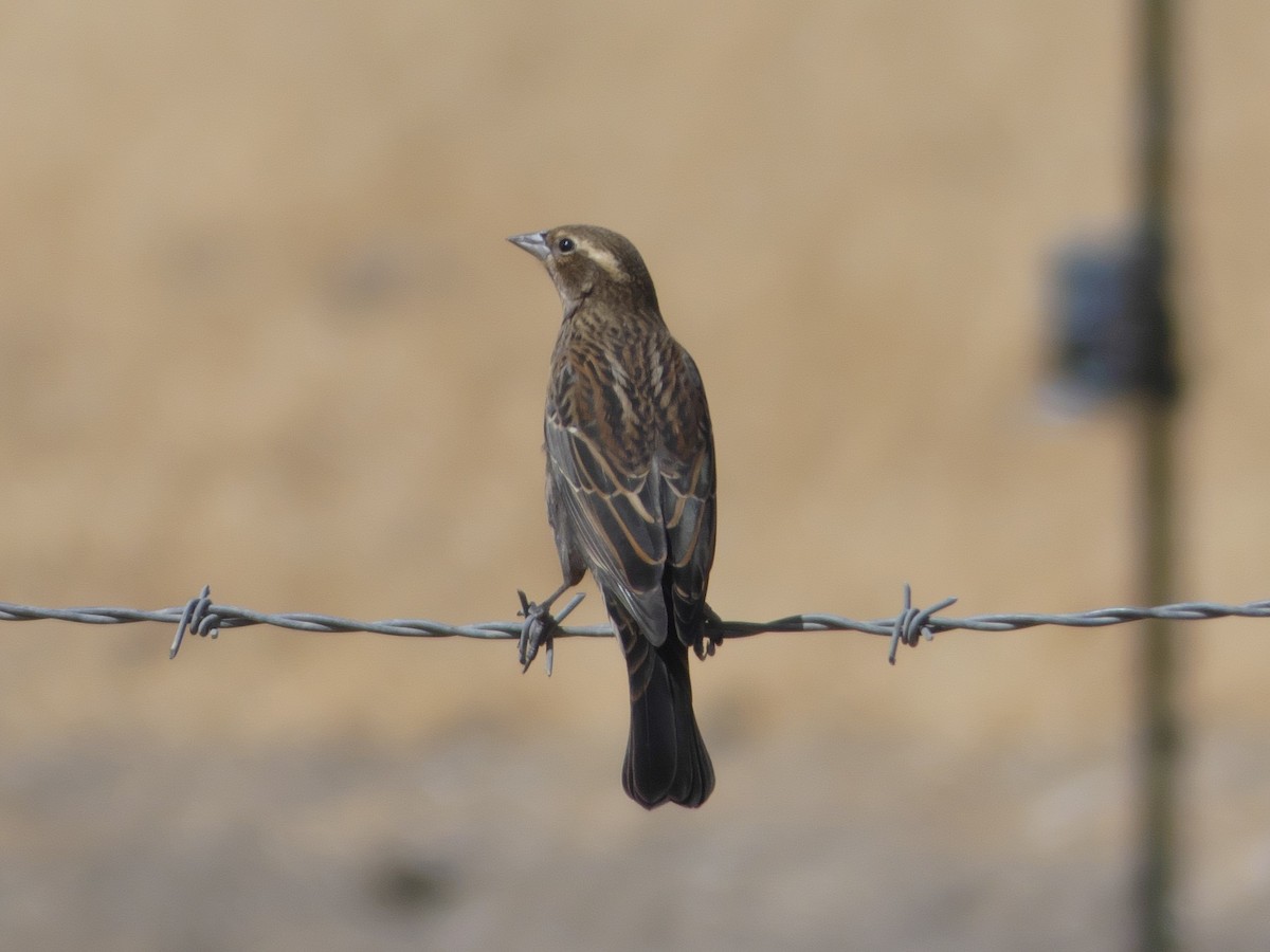 Red-winged Blackbird - ML373616411