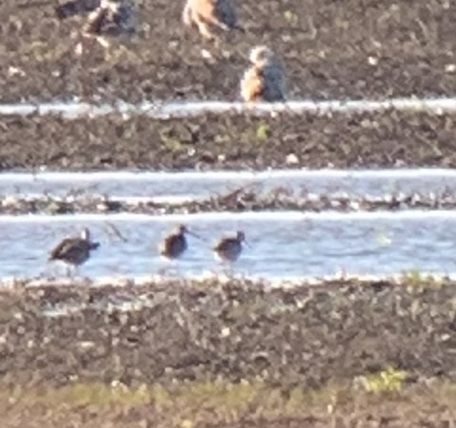 Hudsonian Godwit - Peter Burke