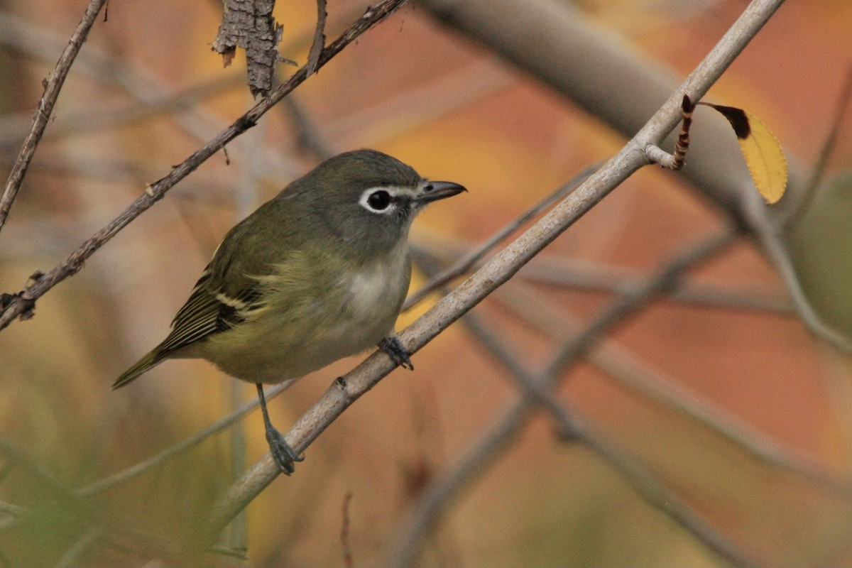 Cassin's Vireo - ML373617051