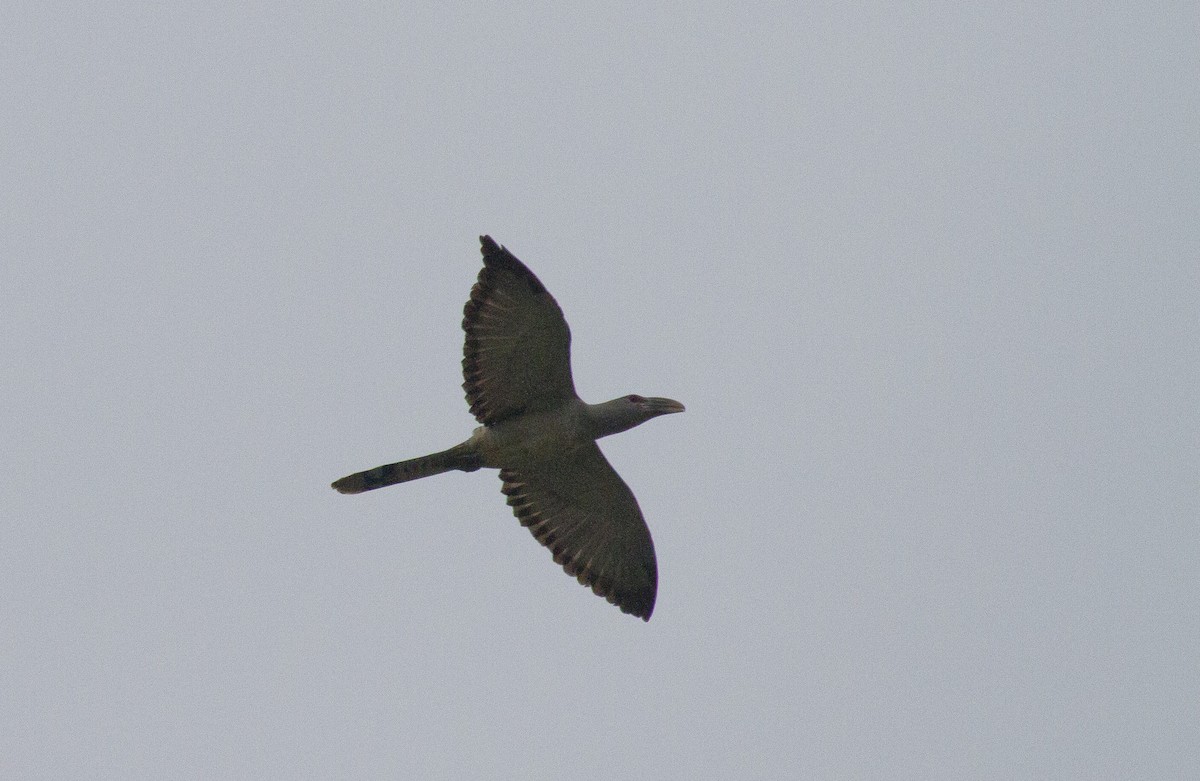 Channel-billed Cuckoo - ML373617371