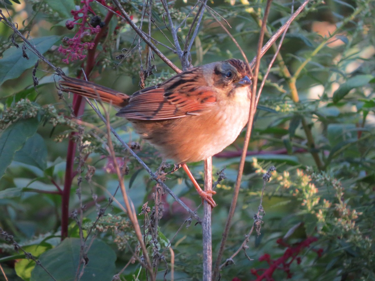 Swamp Sparrow - ML37361741