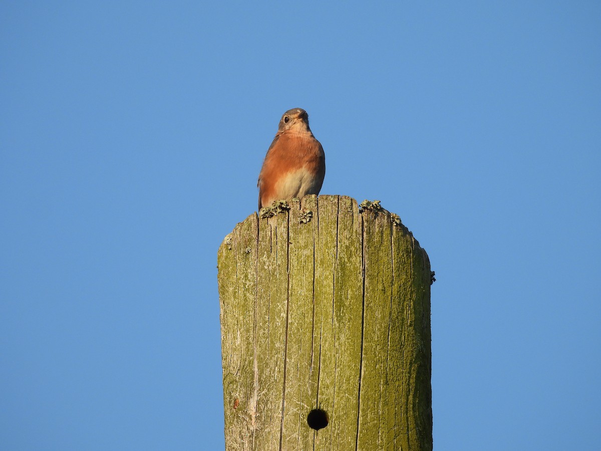 Eastern Bluebird - ML373617581