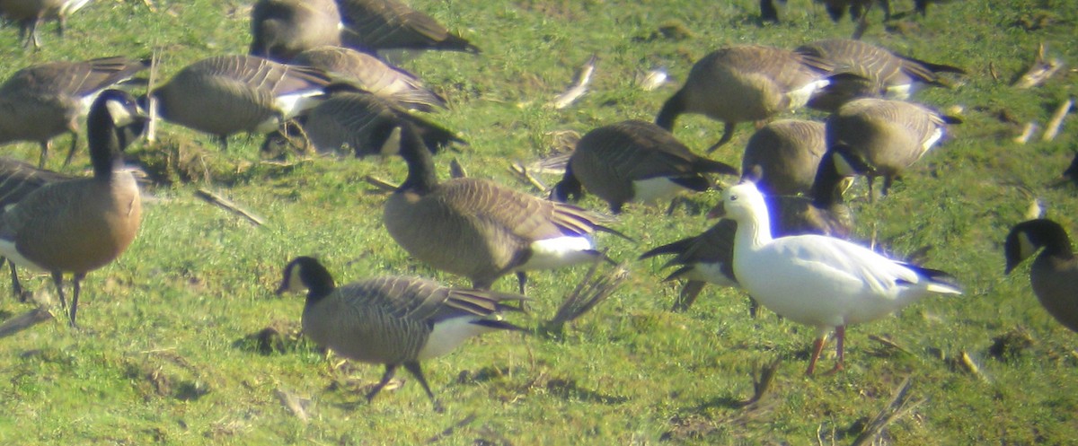 Ross's Goose - ML37361781