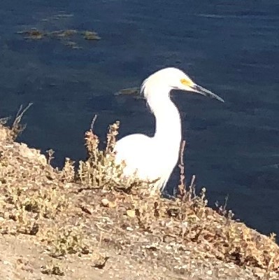 Snowy Egret - ML373618431