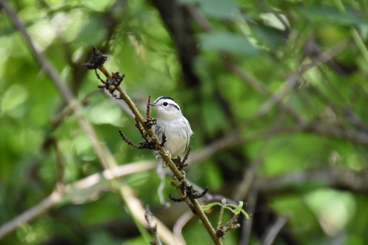 Black-and-white Warbler - ML373618671