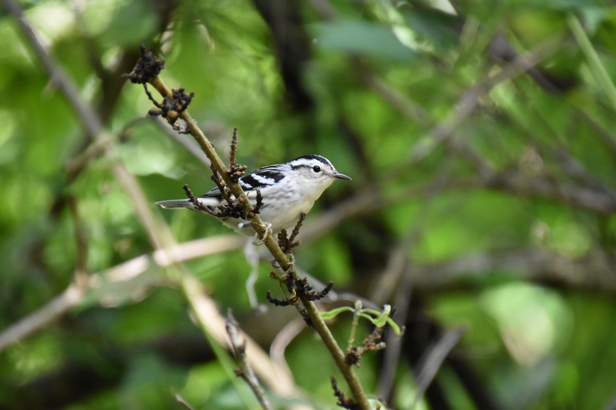 Black-and-white Warbler - ML373618681