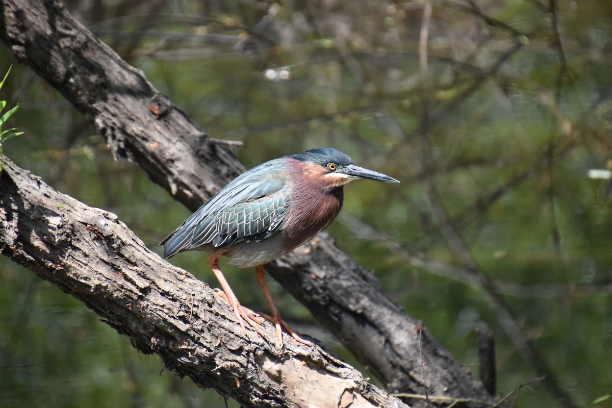 Green Heron - ML373619051