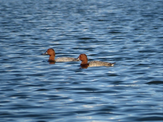 Common Pochard - ML373619181