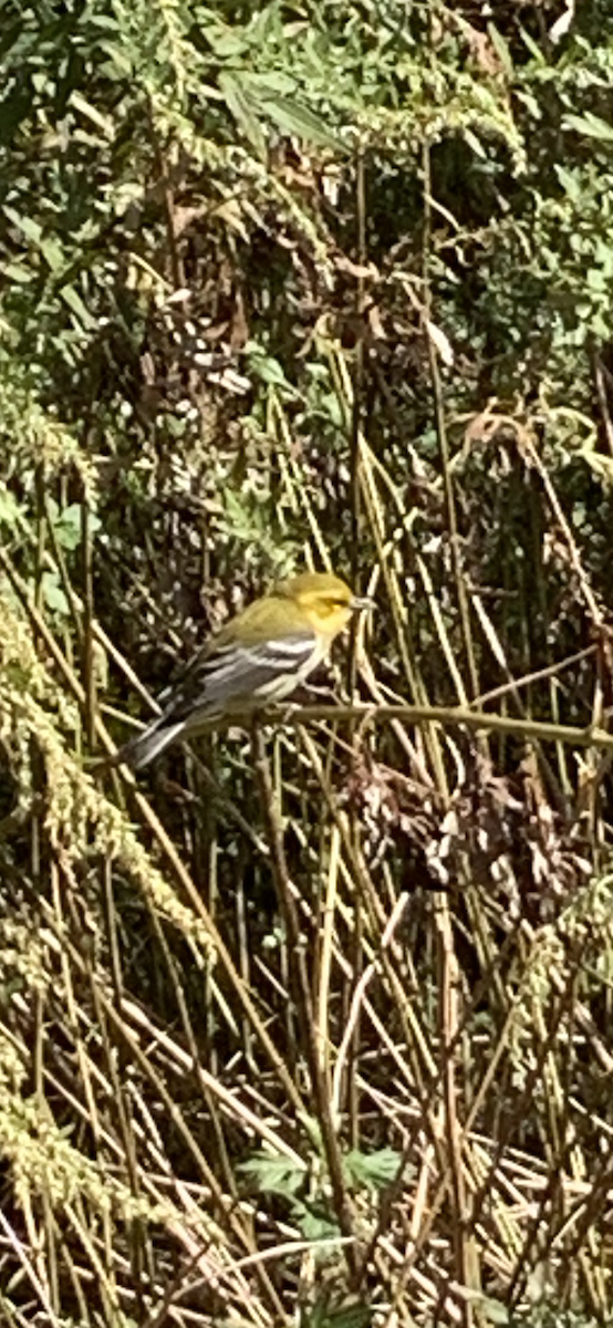 Black-throated Green Warbler - ML373620261