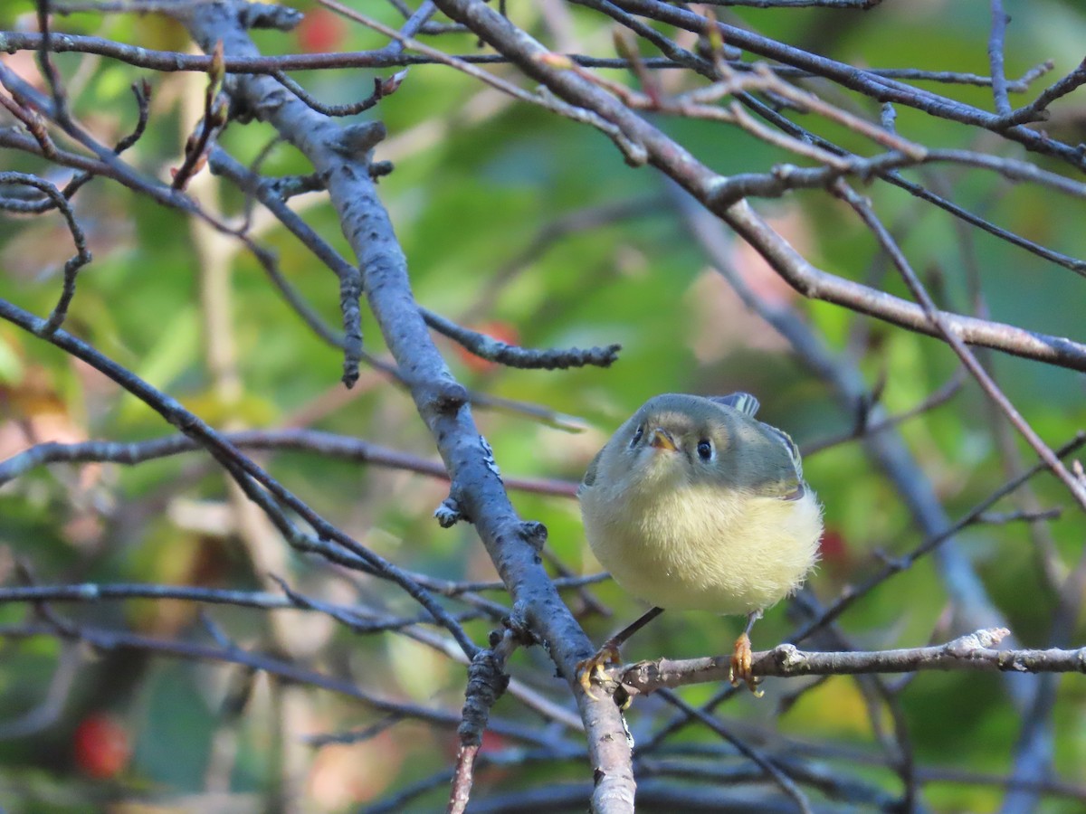 Ruby-crowned Kinglet - ML373620591