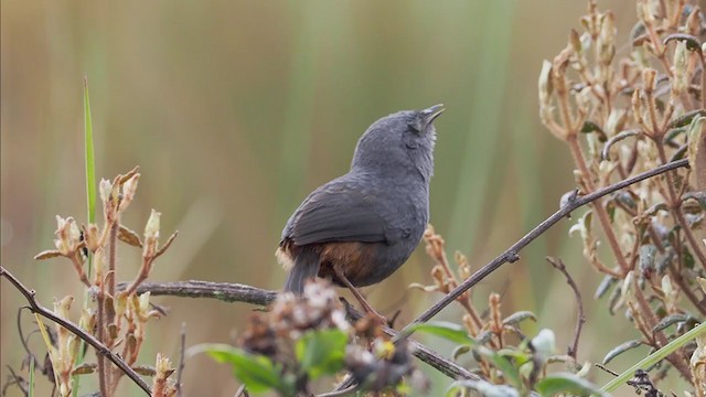 Vilcabamba Tapaculo - ML373622701