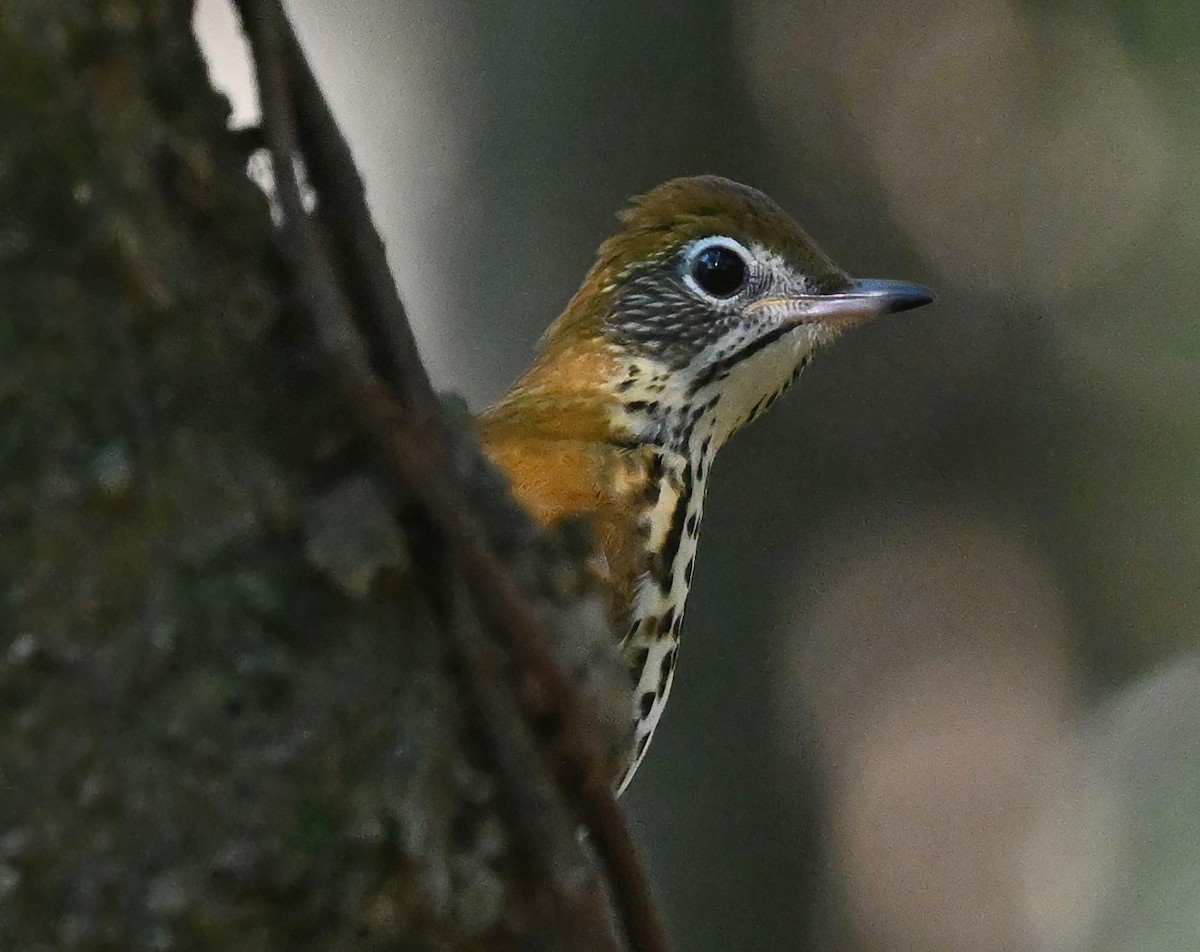 Wood Thrush - ML373623721