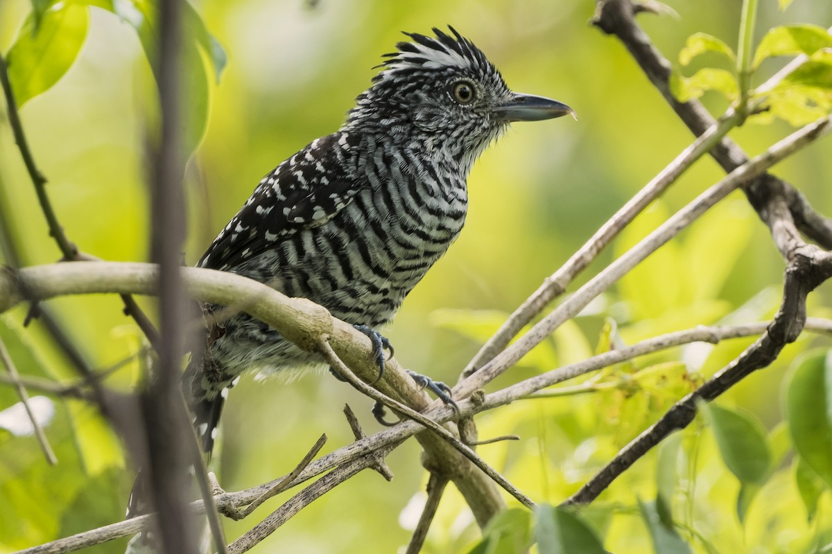 Barred Antshrike - ML373623951