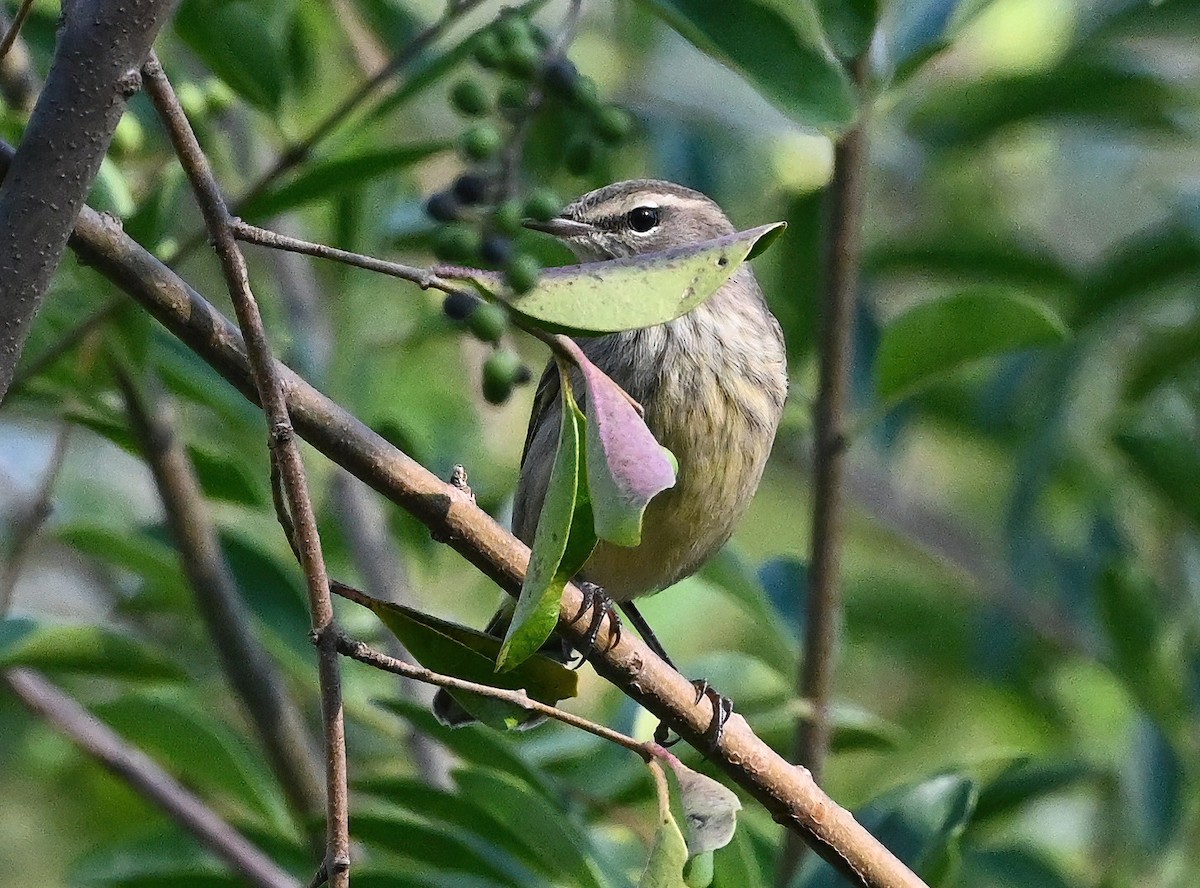Palm Warbler - ML373624531