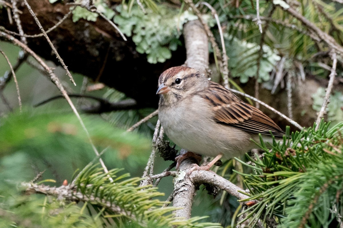 Chipping Sparrow - ML373625731