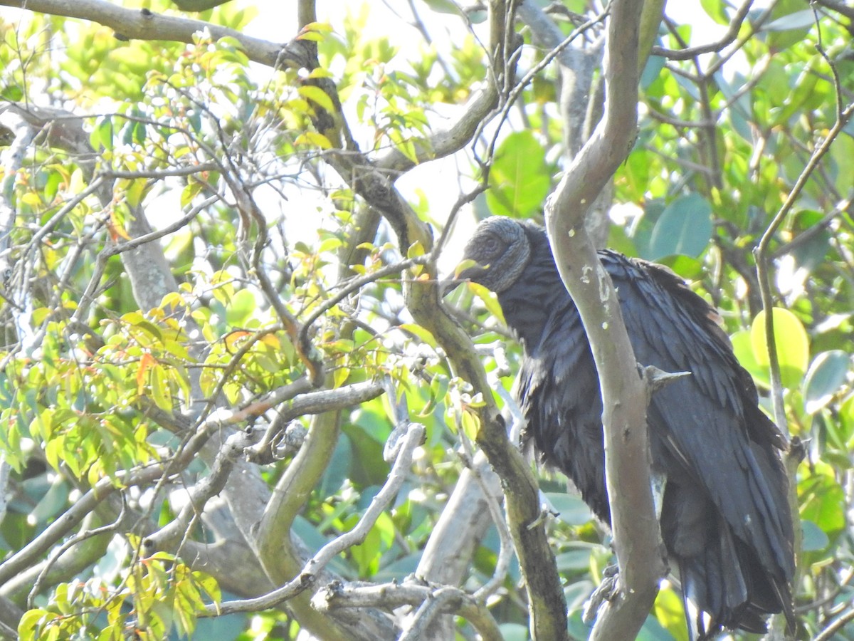 Black Vulture - MYRIAM  GUERRERO REINA