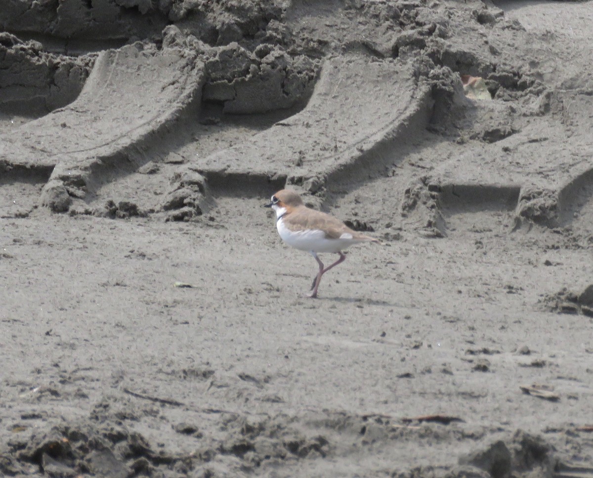 Collared Plover - ML373626481
