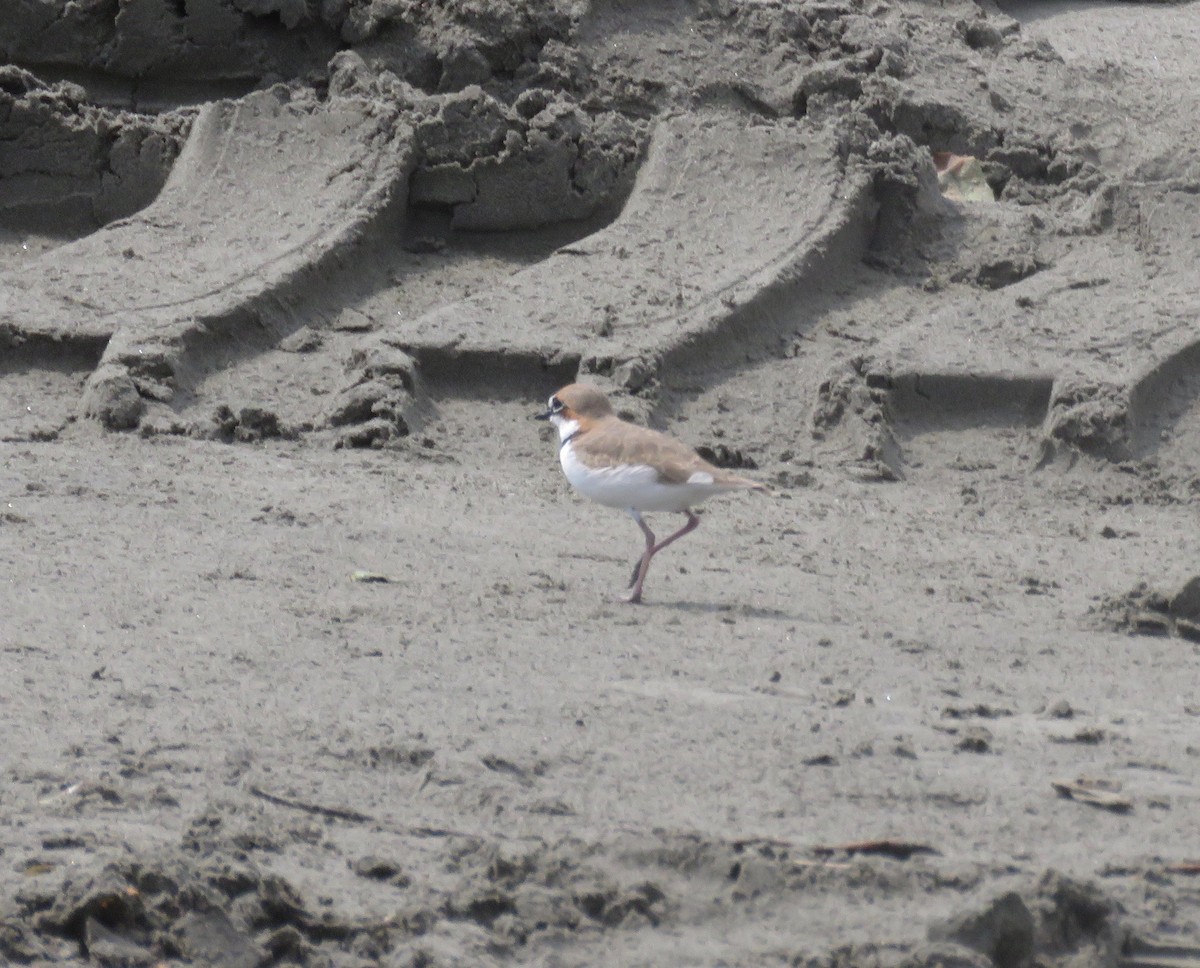 Collared Plover - Randy Bumbury