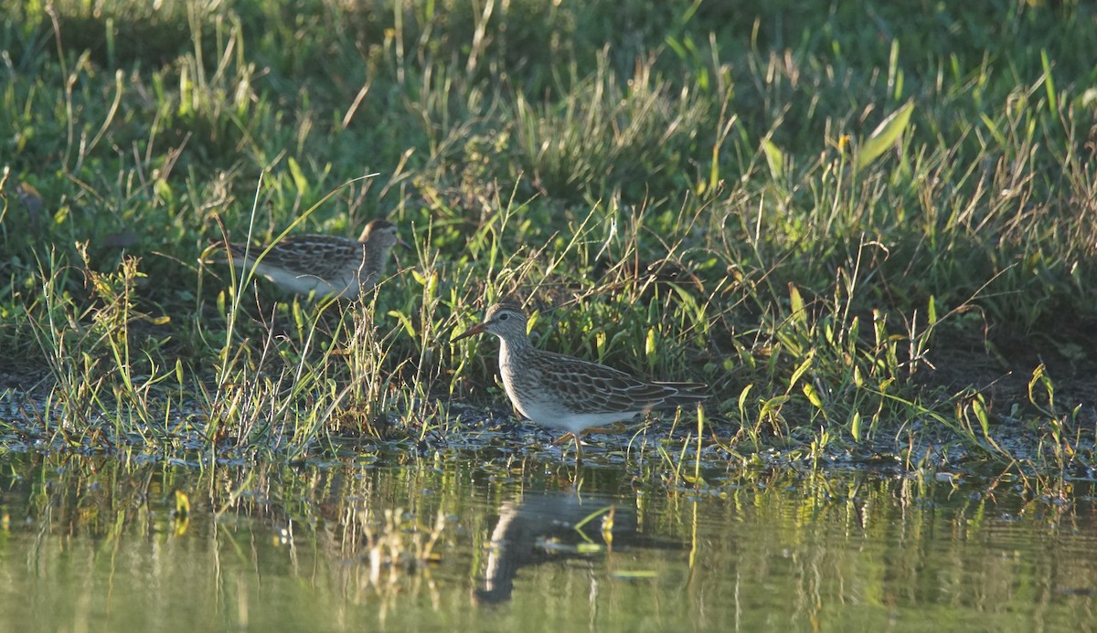 Pectoral Sandpiper - ML373628331