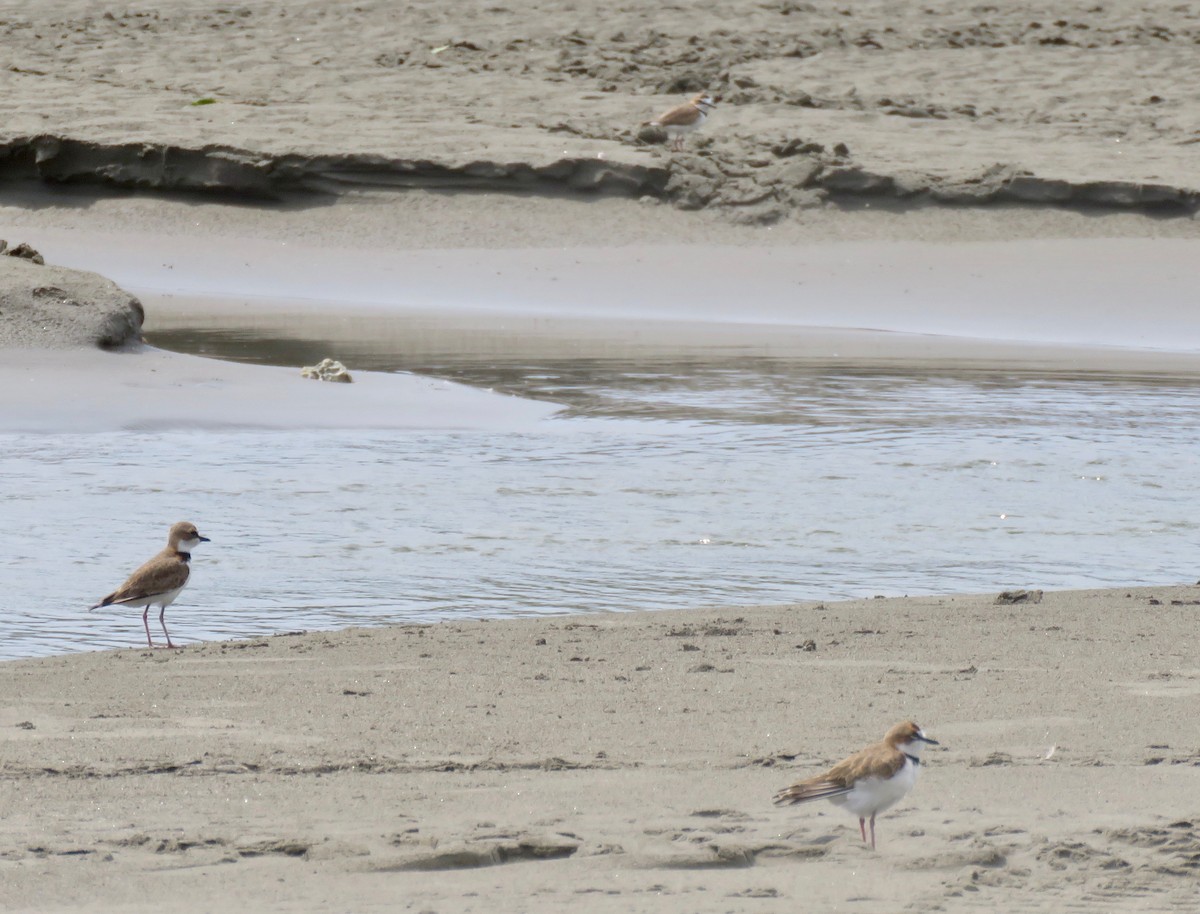 Collared Plover - ML373628381