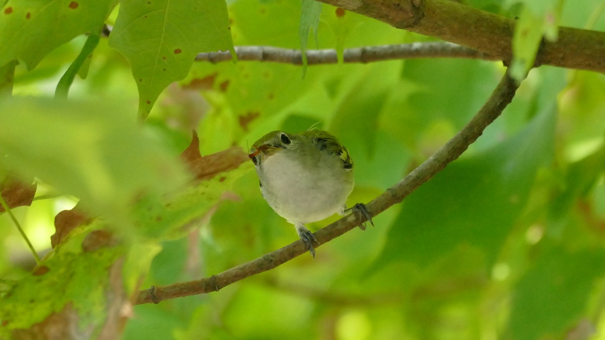 Chestnut-sided Warbler - ML373628531