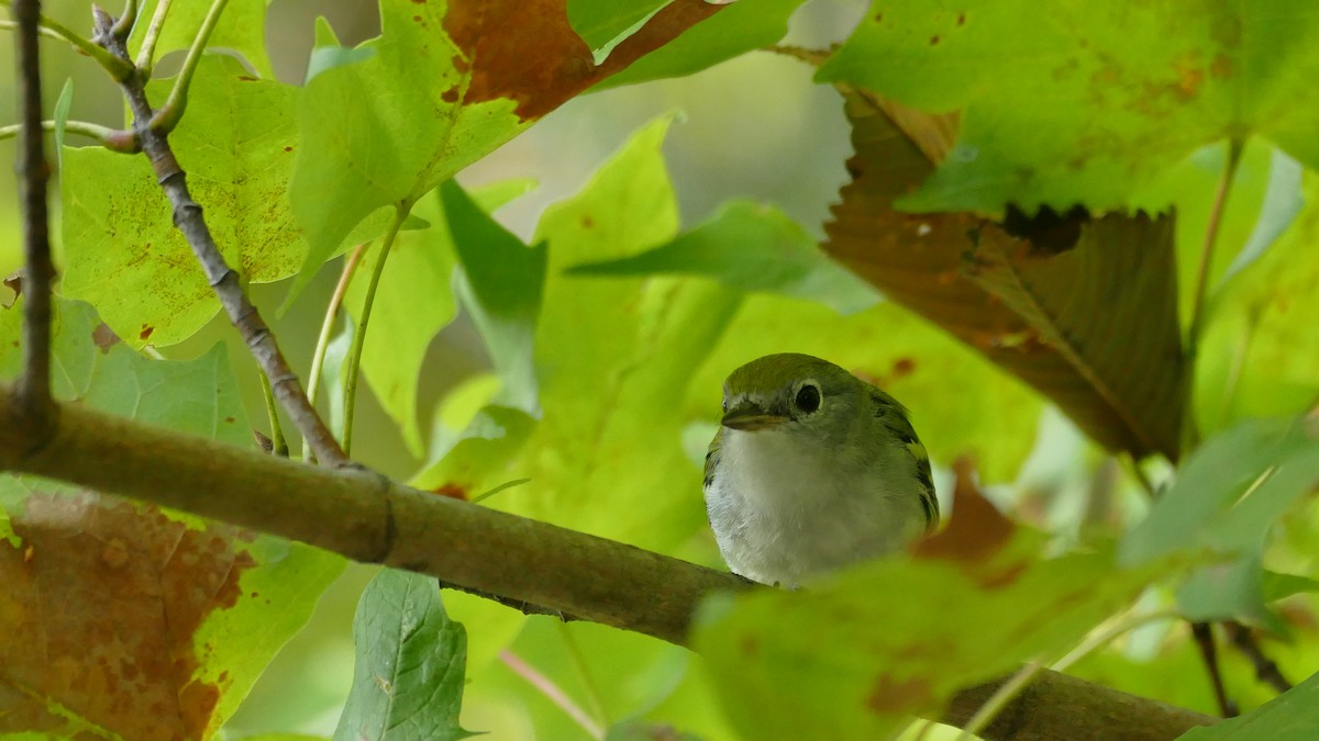 Chestnut-sided Warbler - ML373628621