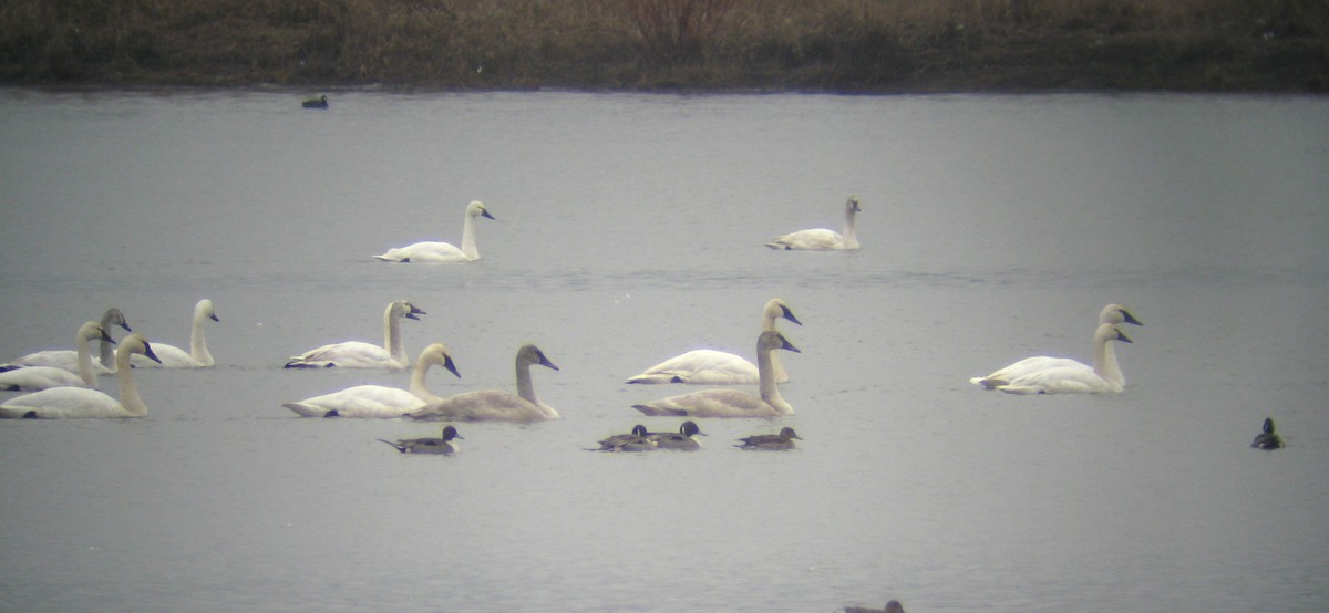 Trumpeter Swan - Steve Nord